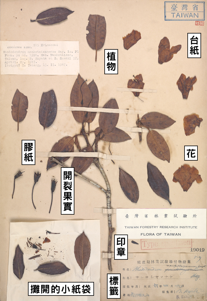 採集人的野帳 漫話幕後 後臺灣植物大命名時代二三事 Ccc創作集